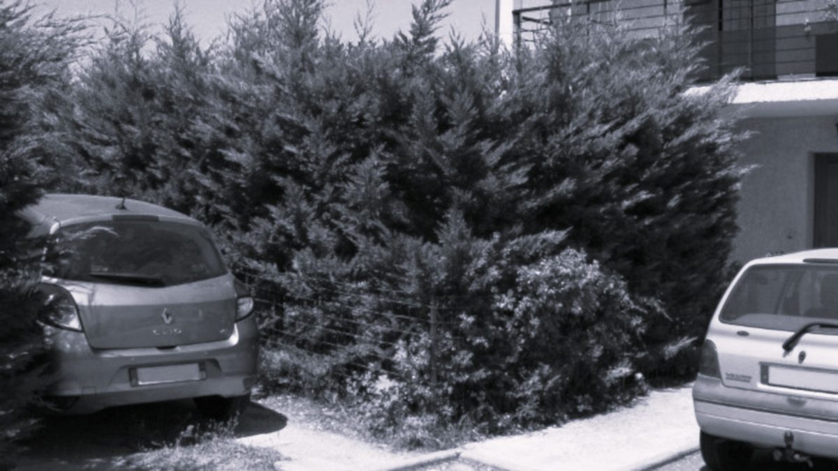 Le jardin avant le projet qui se résume... à une haie monospécifique de Cyprès de Leyland !