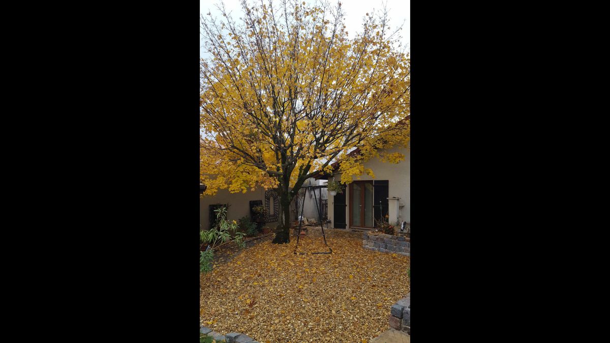 L’automne et le reflet de l’érable dans les galets, époustouflant à voir en vrai