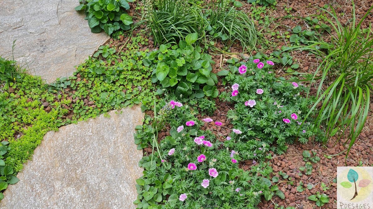 Entre les pas japonais, ça pousse agréablement, pouzzolane oblige. Les sédums qui étaient déjà dans le jardin 